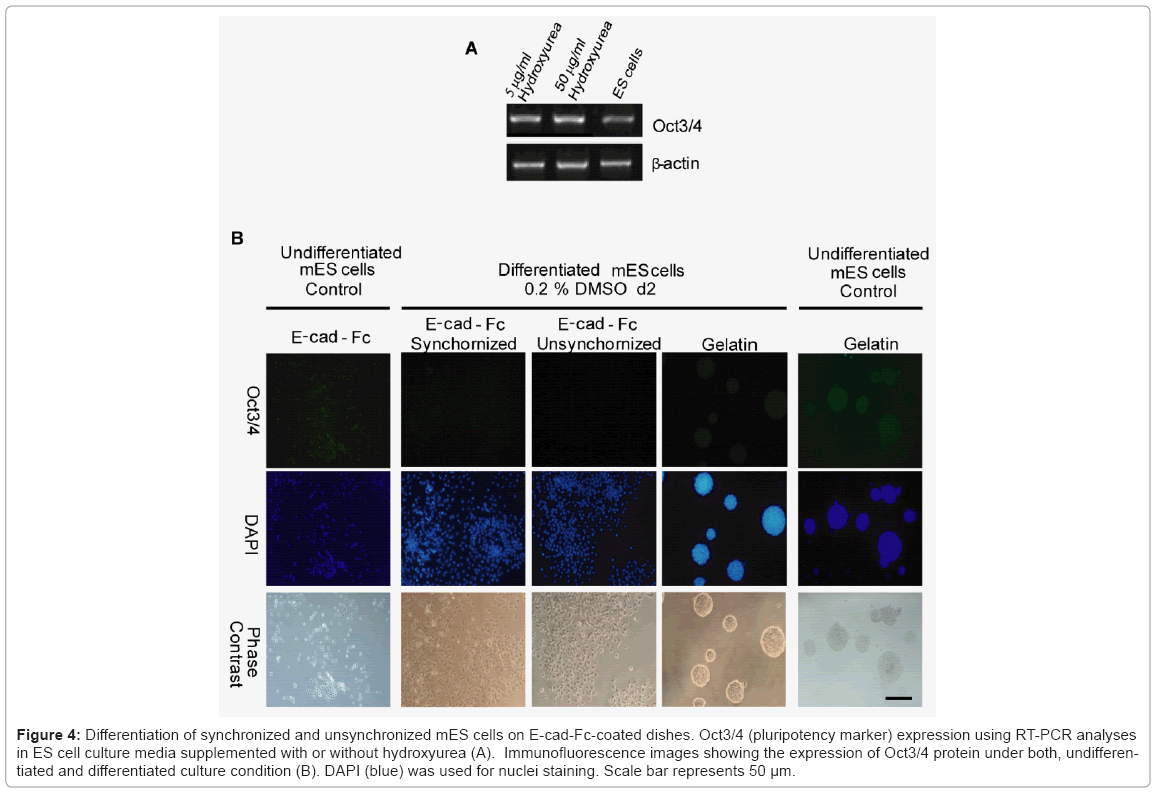 biotechnology-biomaterials-without-hydroxyurea