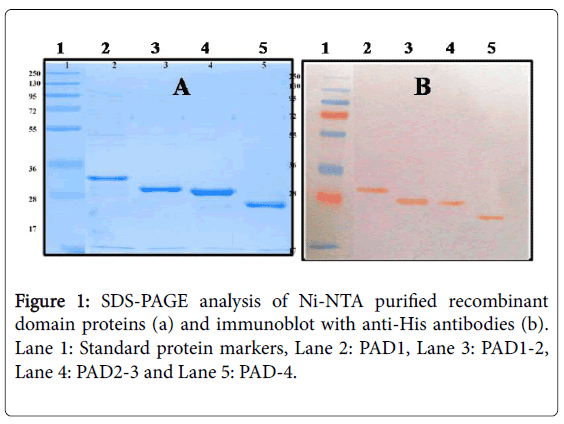 bioterrorism-biodefense-SDS-PAGE-analysis