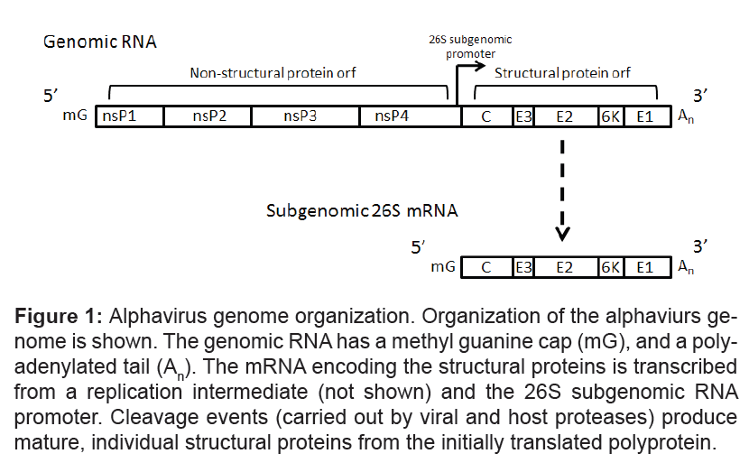 bioterrorism-biodefense-alphavirus