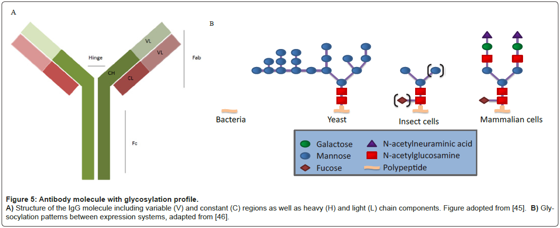 bioterrorism-biodefense-antibody-molecule-glycosylation