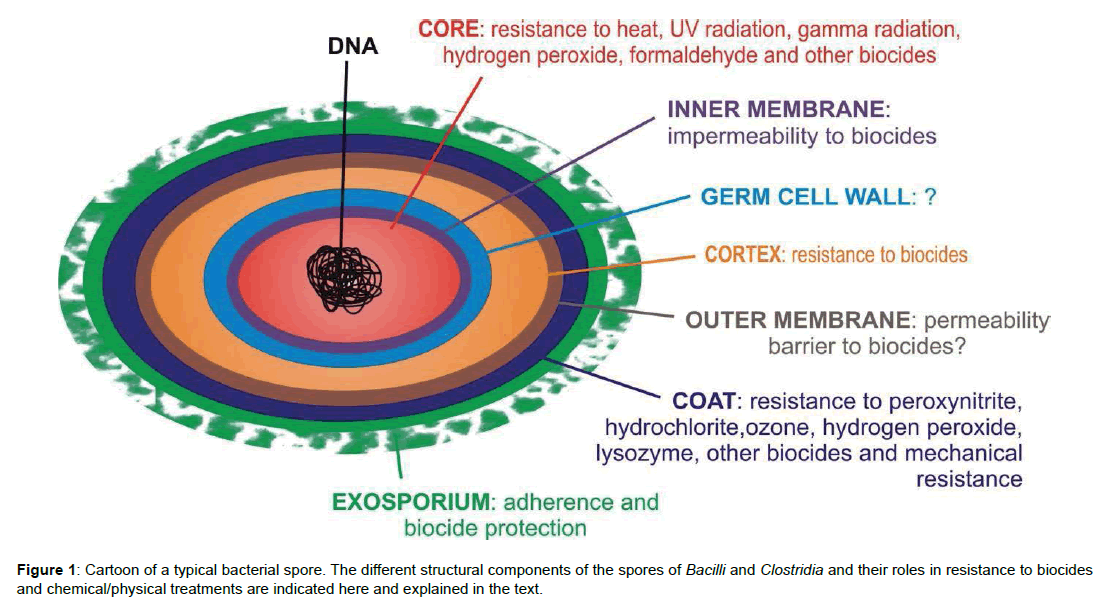 bioterrorism-biodefense-cartoon-bacterial-spore