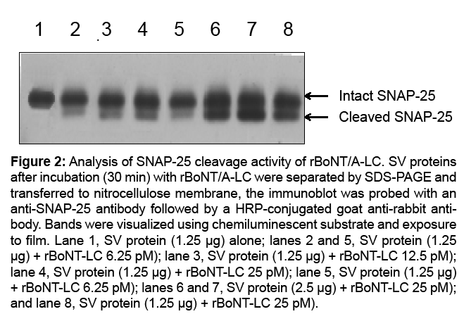 bioterrorism-biodefense-cleavage