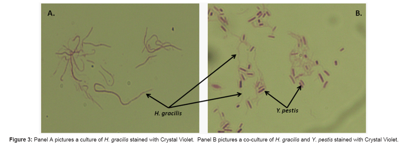bioterrorism-biodefense-crystal