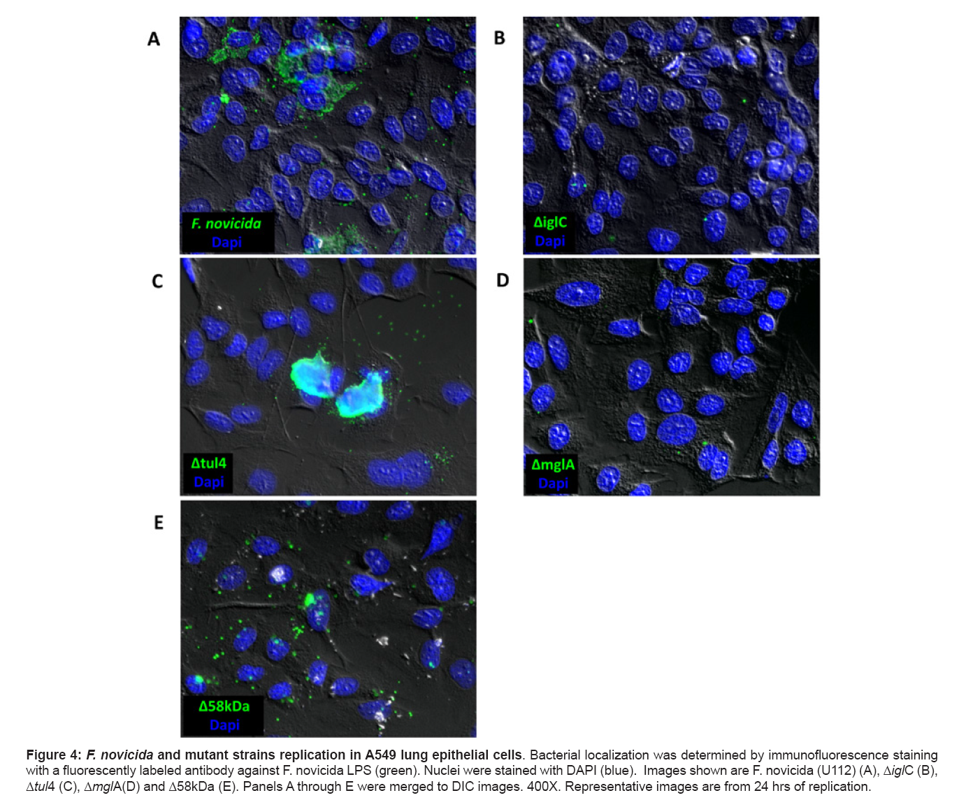 bioterrorism-biodefense-fluorescently