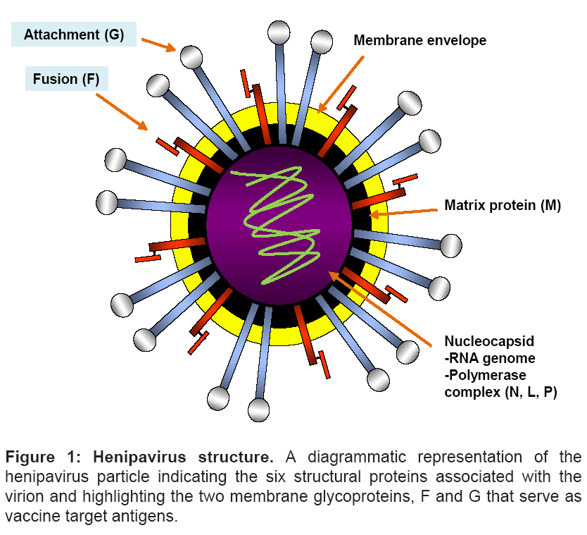 bioterrorism-biodefense-henipavirus