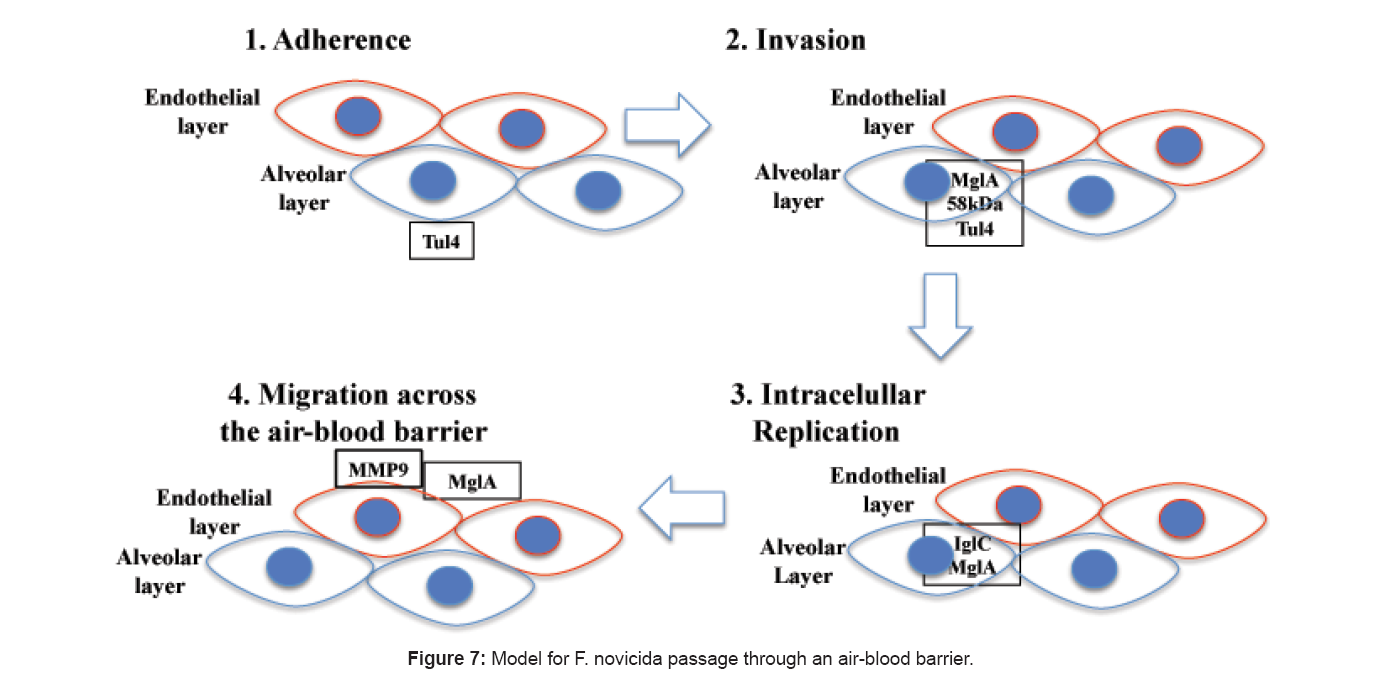 bioterrorism-biodefense-novicida