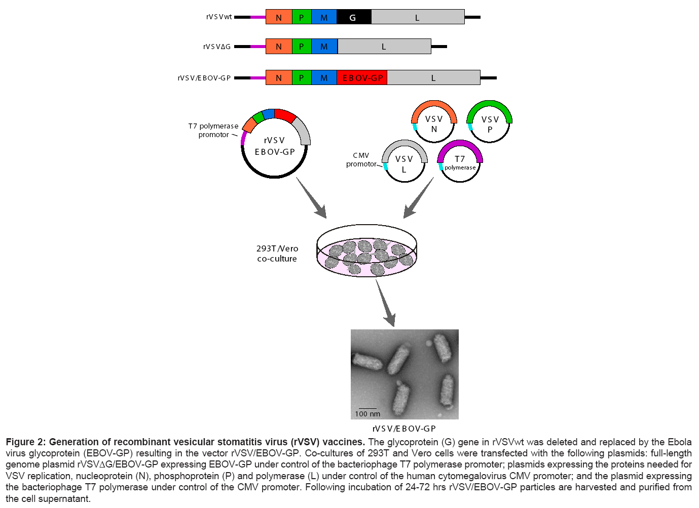 bioterrorism-biodefense-recombinant