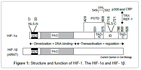 diabetes inhibición hif-1 diabetes inhibición hif-1
