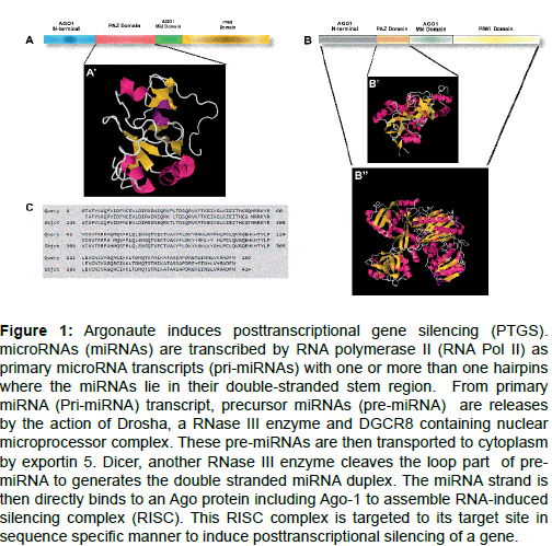 cancer-surgery-Argonaute-induces