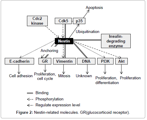 Roles Of Cdk5 And Cell Adhesion Molecules In Multistep - Ima