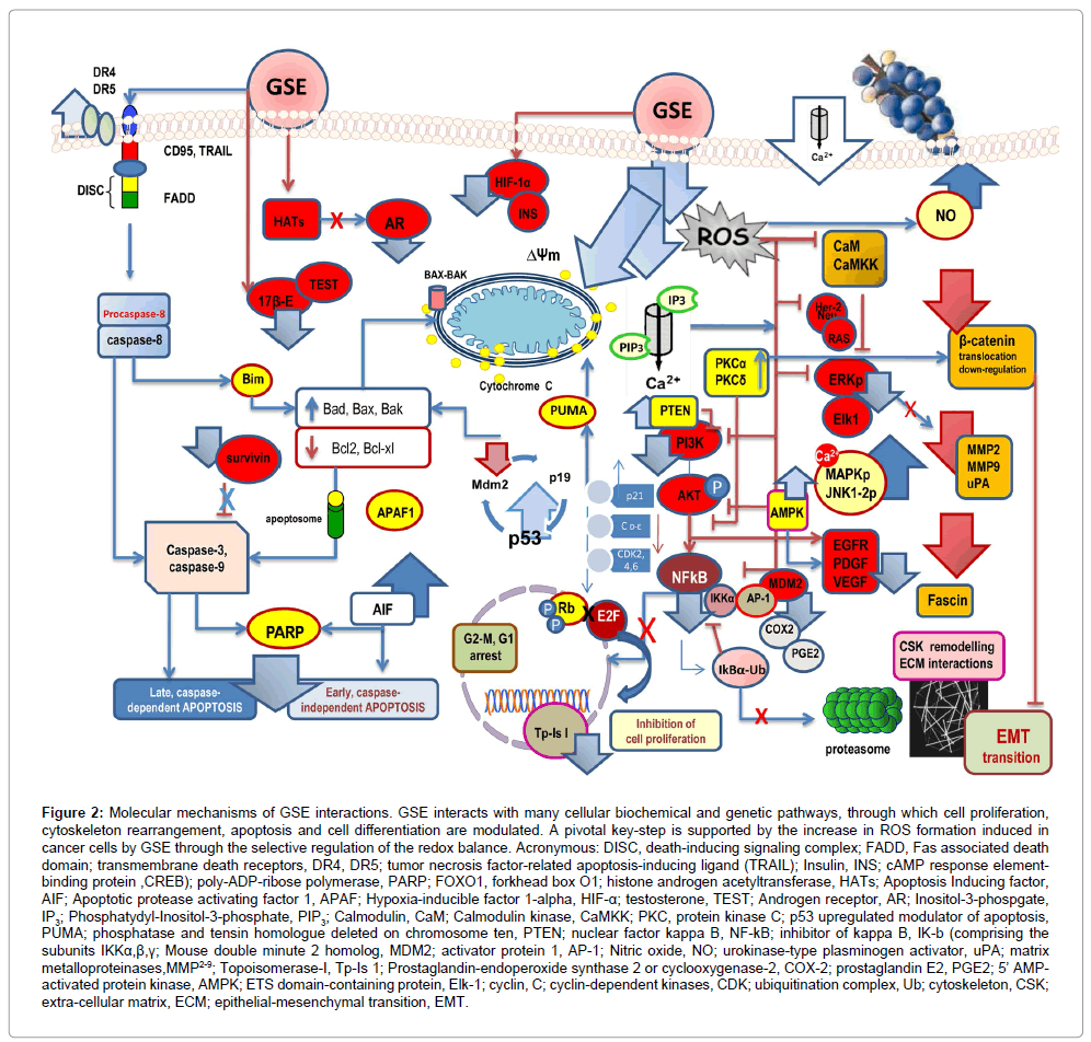 carcinogenesis-mutagenesis-Molecular-mechanisms