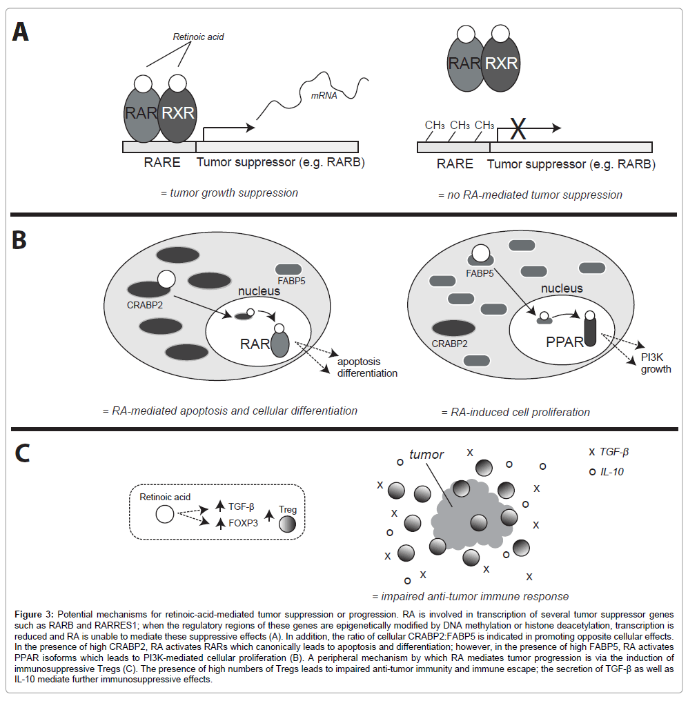 carcinogenesis-mutagenesis-Potential-mechanisms carcinogenesis-mutagenesis-Potential-mechanisms