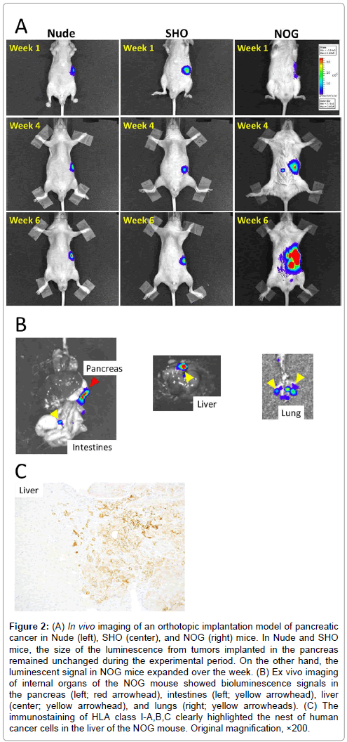 In vivo imaging and biodistribution analysis of SCID mice 