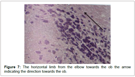 cell-science-apoptosis-limb-elbow-direction