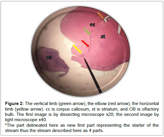 cell-science-apoptosis-vertical-limb-elbow