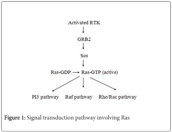 signal transduction pathway