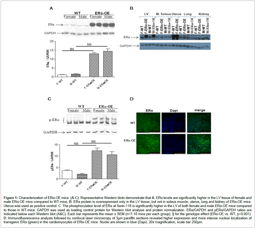 cell-science-therapy-Western-blots