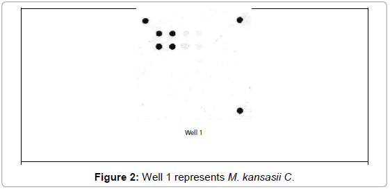 cellular-molecular-biology-Well-represents-kansasii
