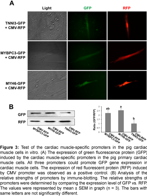 cellular-molecular-biology-muscle-specific-promoters