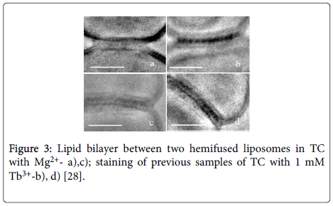 chemical-biology-therapeutics-Lipid-bilayer