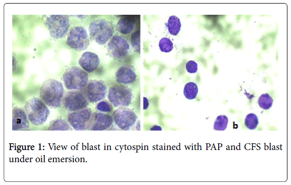 clinical-experimental-pathology-blast-cytospin