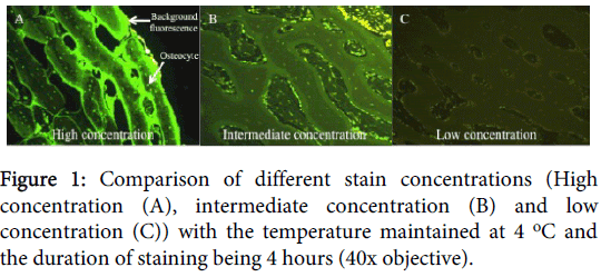 clinical-experimental-pathology-different-stain-concentrations