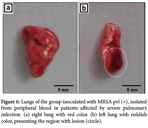 clinical-experimental-pathology-inoculated-MRSA