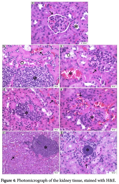 clinical-experimental-pathology-kidney-tissue