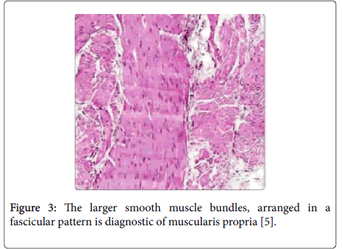 clinical-experimental-pathology-larger-smooth
