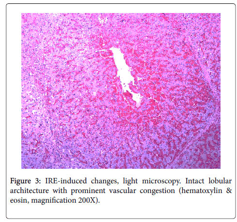 clinical-experimental-pathology-light-microscopy