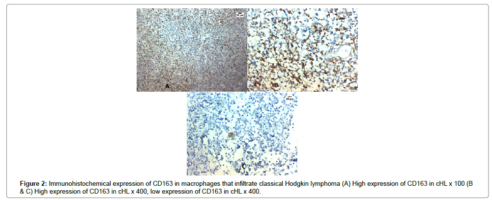 clinical-experimental-pathology-macrophages