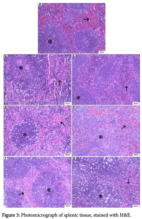 clinical-experimental-pathology-splenic-tissue