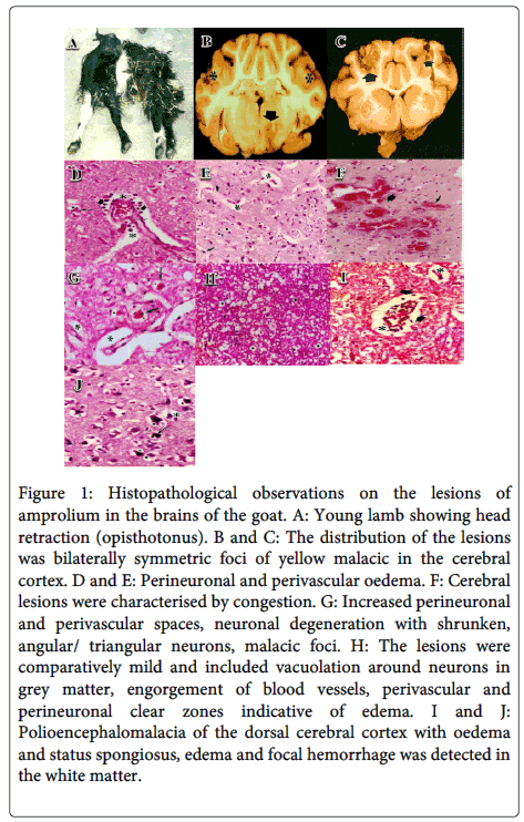 clinical-pathology-Histopathological