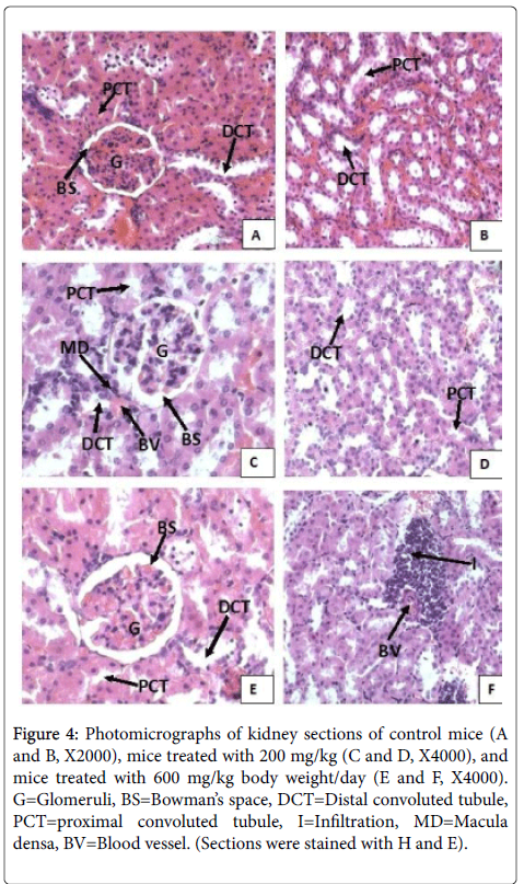 clinical-pathology-Photomicrographs