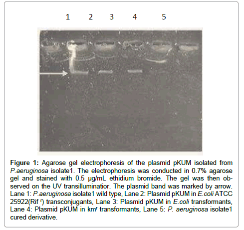 clinical-pathology-ethidium-bromide