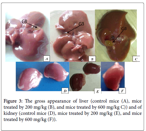 clinical-pathology-gross-mice