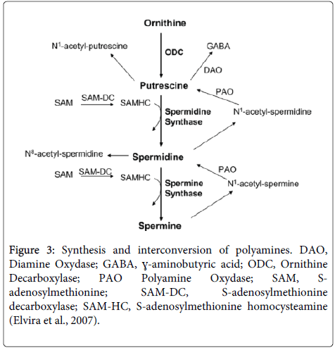 clinical-pathology-homocysteamine