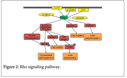 clinical-pathology-signaling-pathway