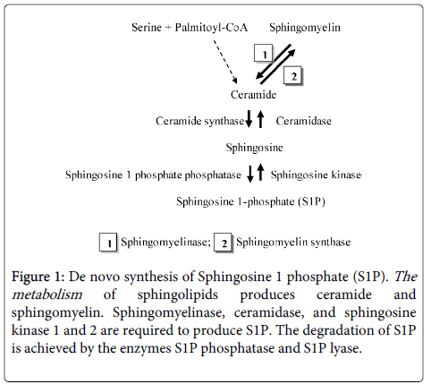 clinical-pathology-synthesis-phosphate