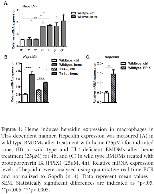 clinical-pharmacology-biopharmaceutics-Heme-induces-hepcidin