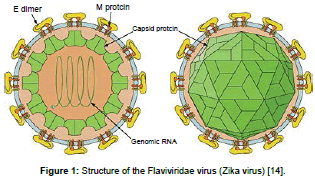 clinical-pharmacology-biopharmaceutics-Structure-Flaviviridae-virus