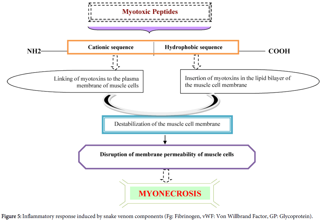 clinical toxicology inflammatory response snake venom toxicity chart