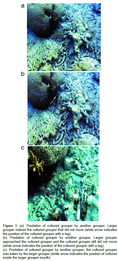 Phd thesis on groupers eat