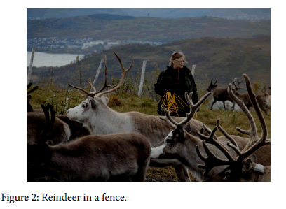 community-public-health-Reindeer-fence