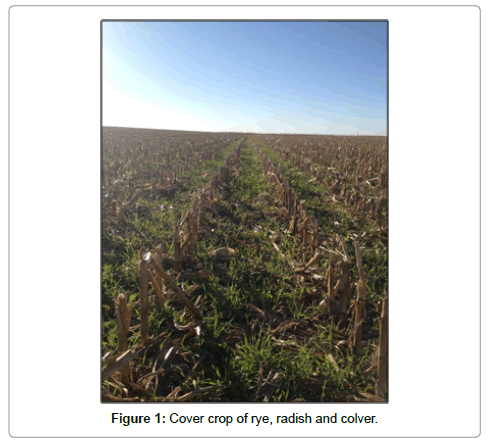crop-science-technology-Cover-crop