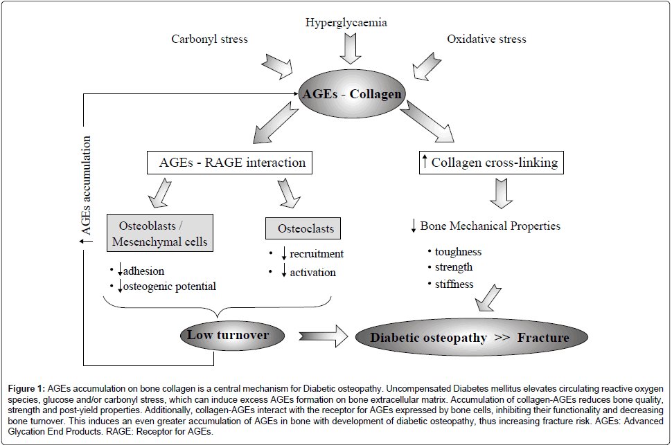 diabetesmetabolismbonecollagen