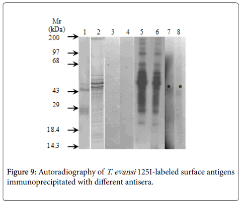 diagnostic-pathology-Autoradiography