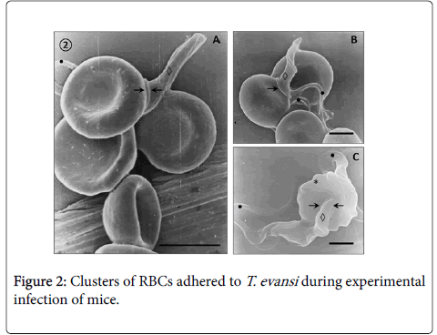 diagnostic-pathology-Clusters-mice
