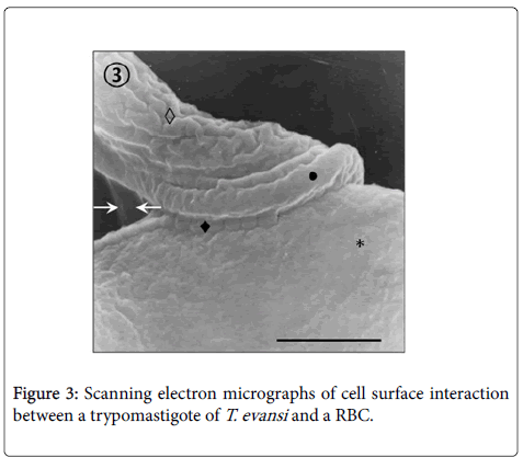 diagnostic-pathology-surface-electron