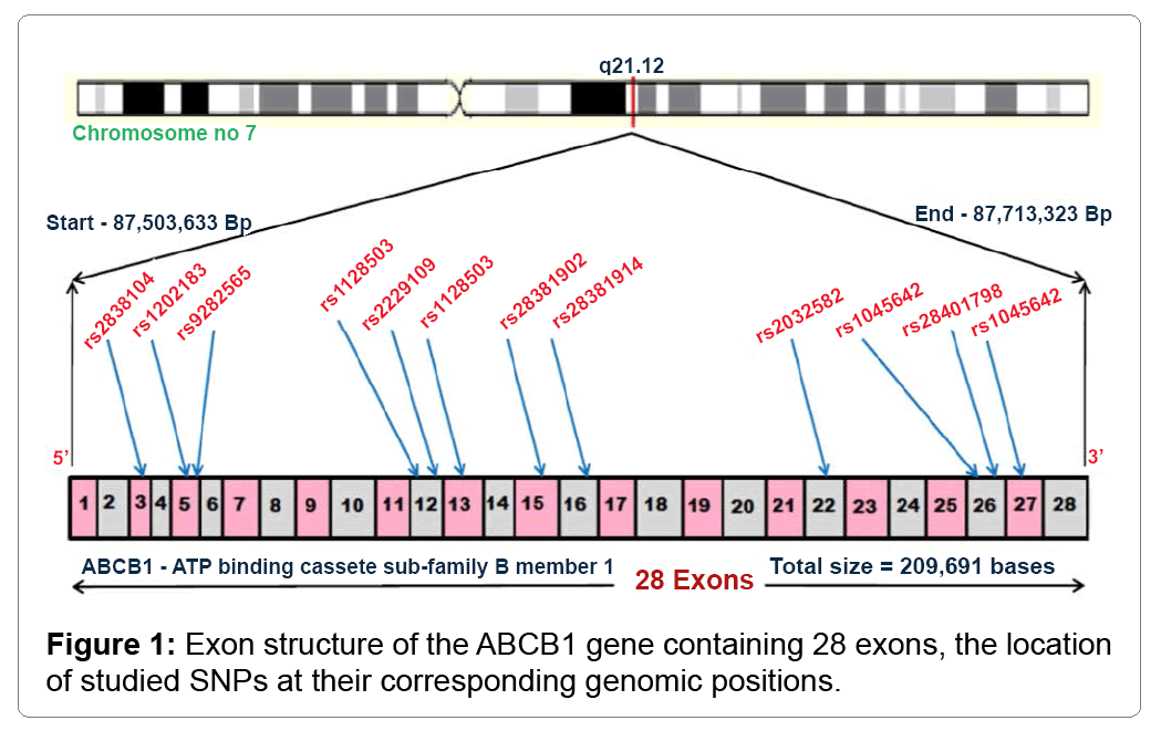 disease-parkinsonism-exon-structure